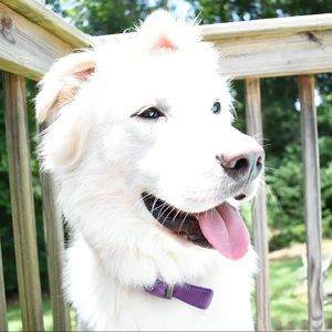 Meet your Posher, Harrison